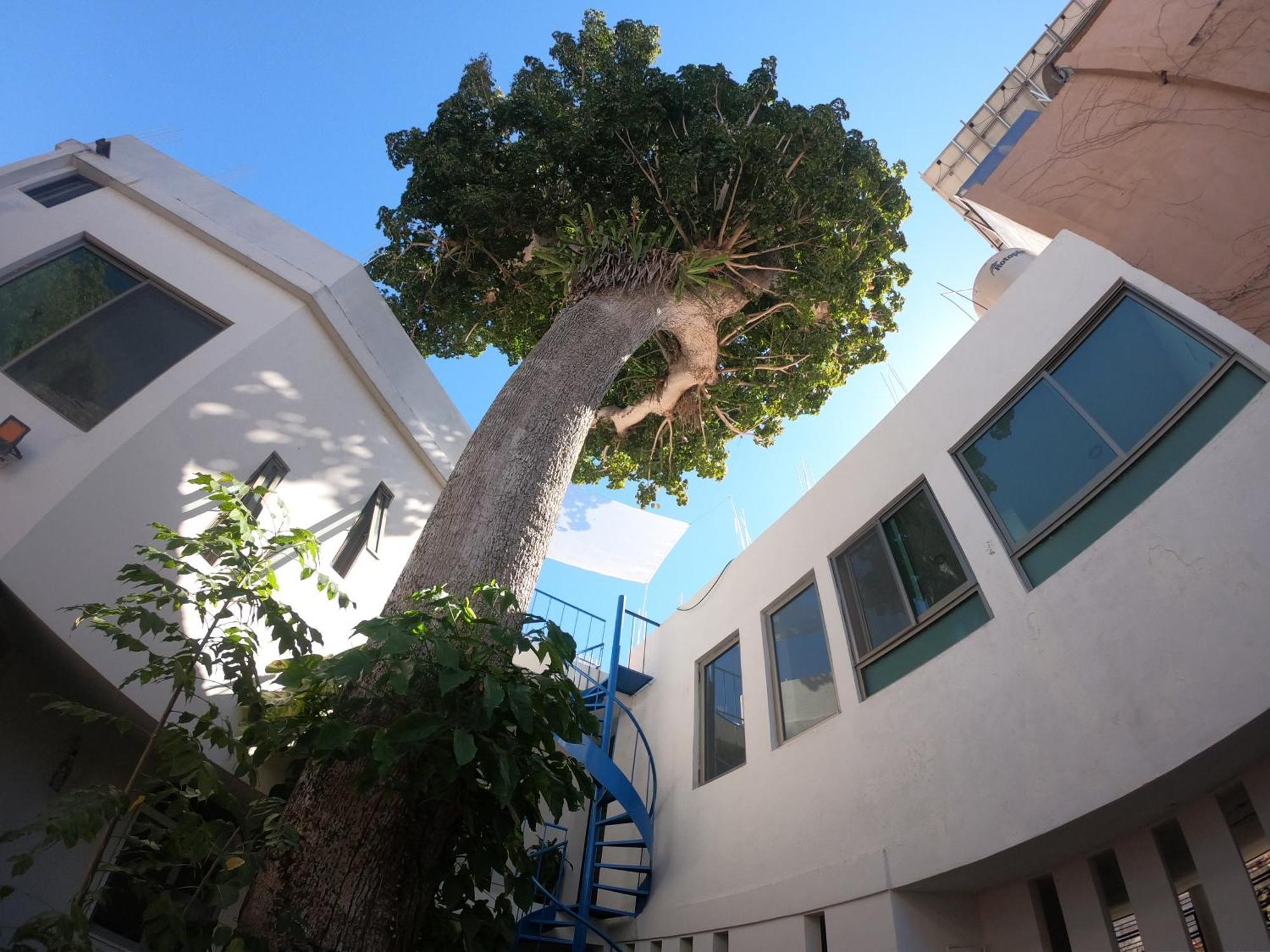 צ'אקאלה Casa Arbol De Paz Habitacion Doble מראה חיצוני תמונה